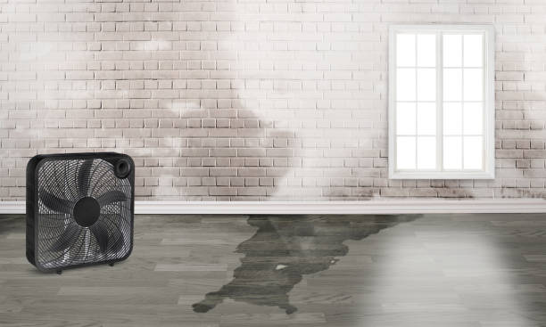 Best Carpet water damage restoration  in Madras, OR